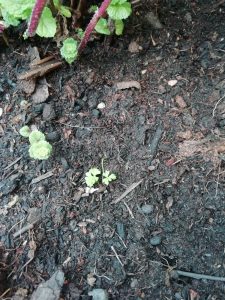 regardez pousser les graines