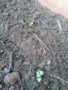 regardez pousser les graines