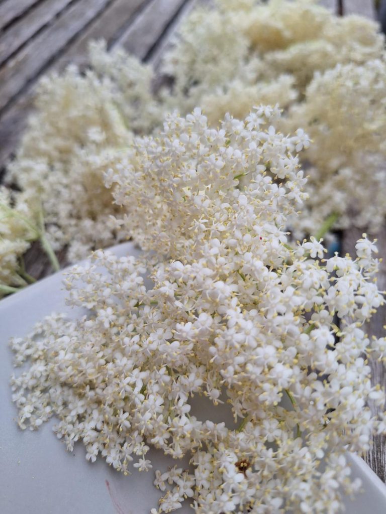 recette gelee sureau 7