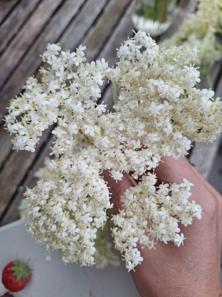 recette gelee sureau 8