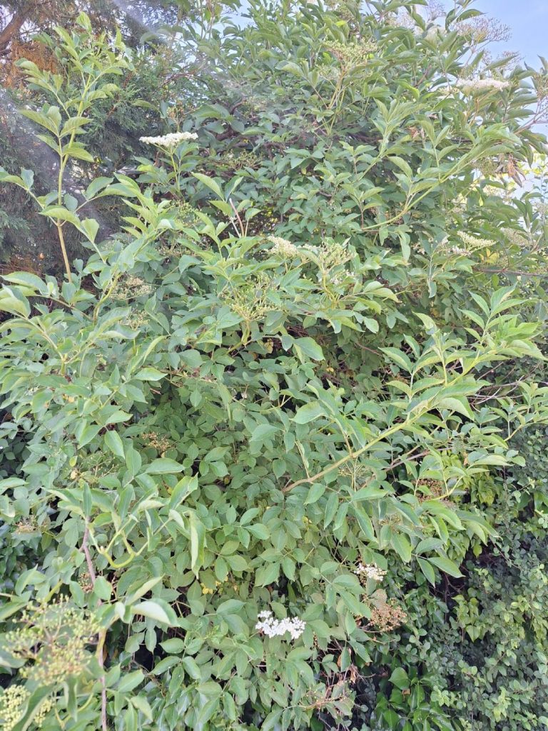 recette sirop de fraises sureau