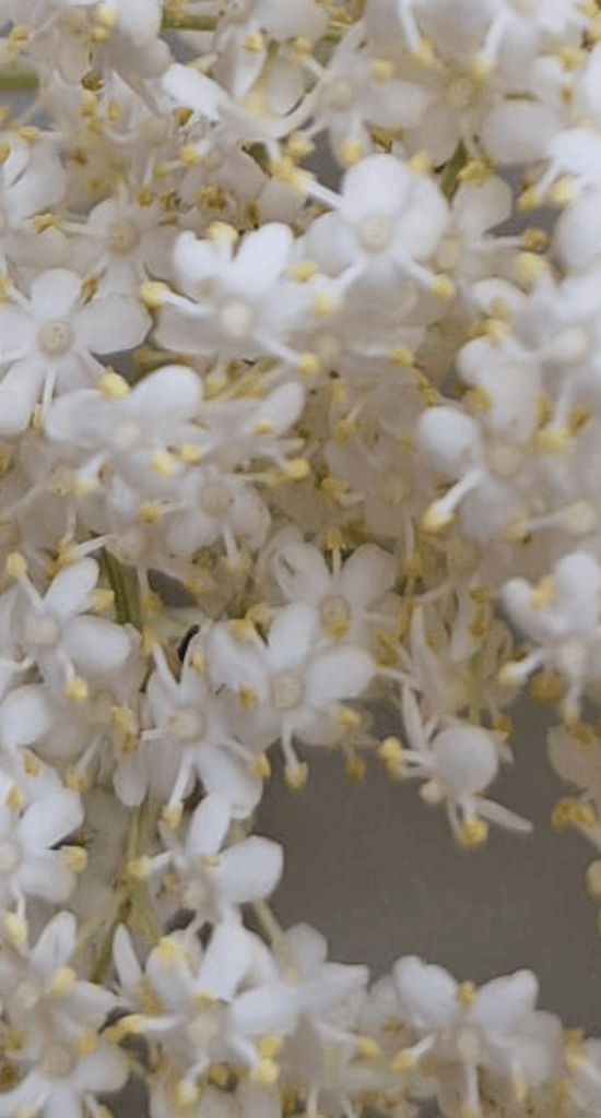 Entête recette gelée de sureau