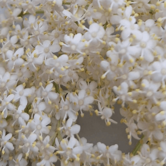 Entête recette gelée de sureau