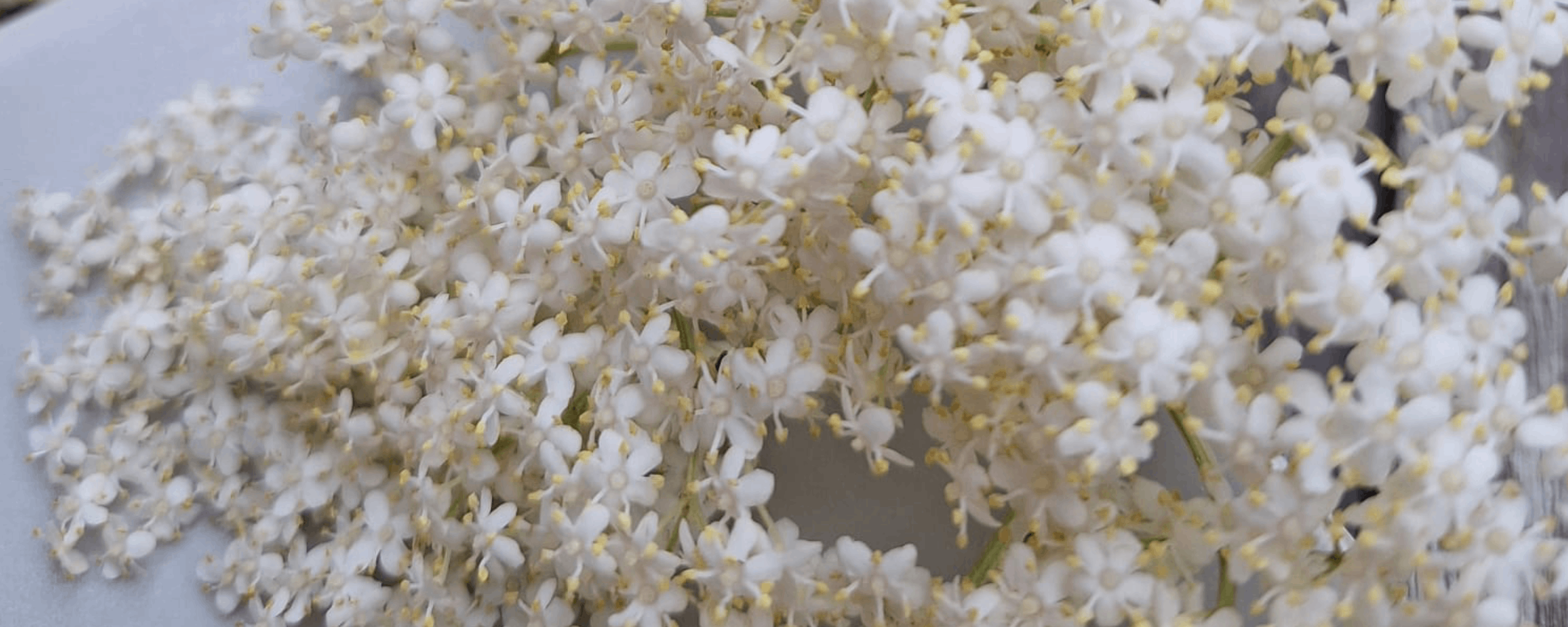 Entête recette gelée de sureau